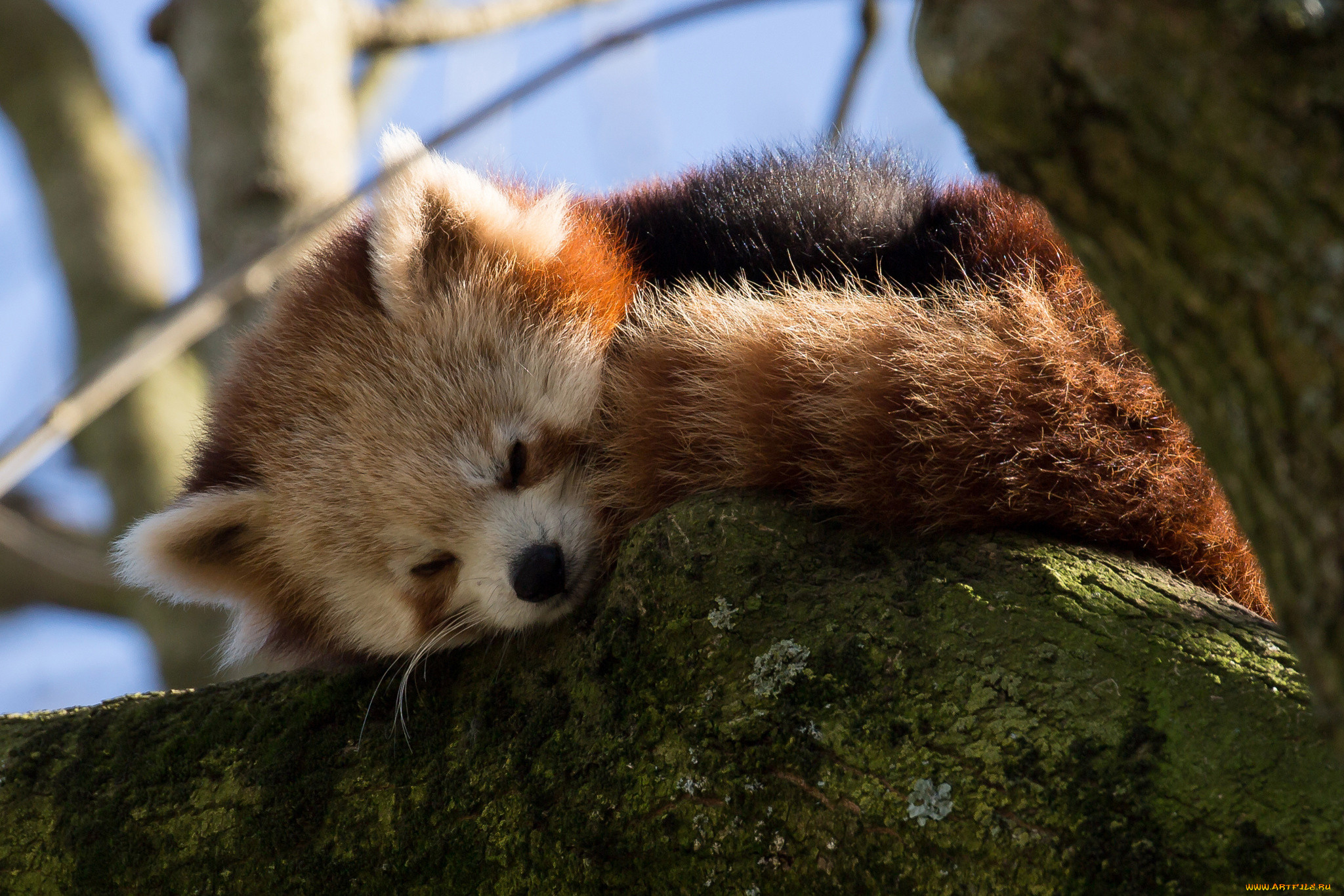 , , , , , firefox, , 